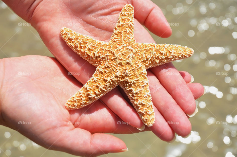 Person's palm with starfish