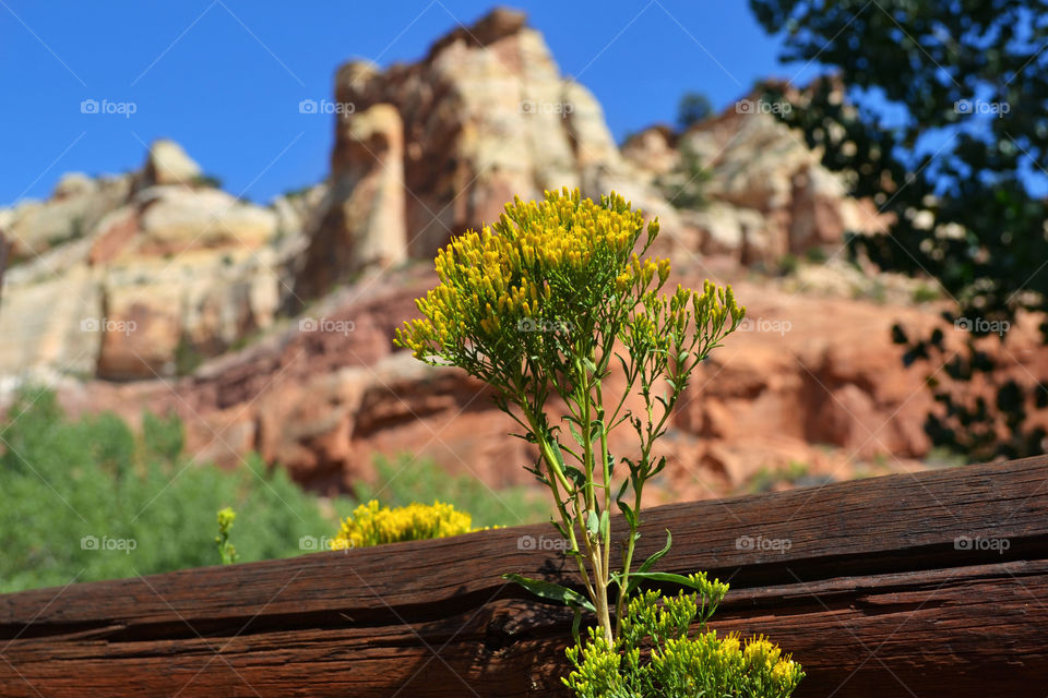 Yellow Flower. Yellow wild flower with mountain in background 