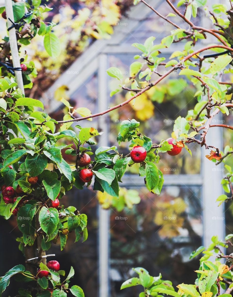 Garden. Fruit 