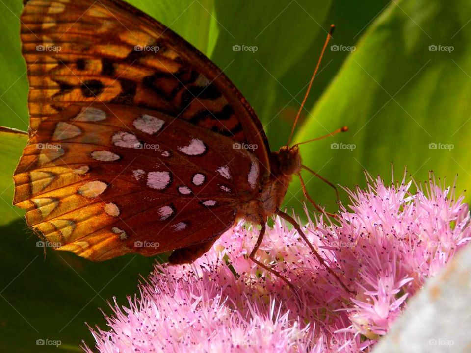 Snack time for this moth or butterfly