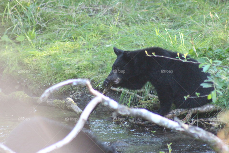 Black Bear Cub chewing on a stick