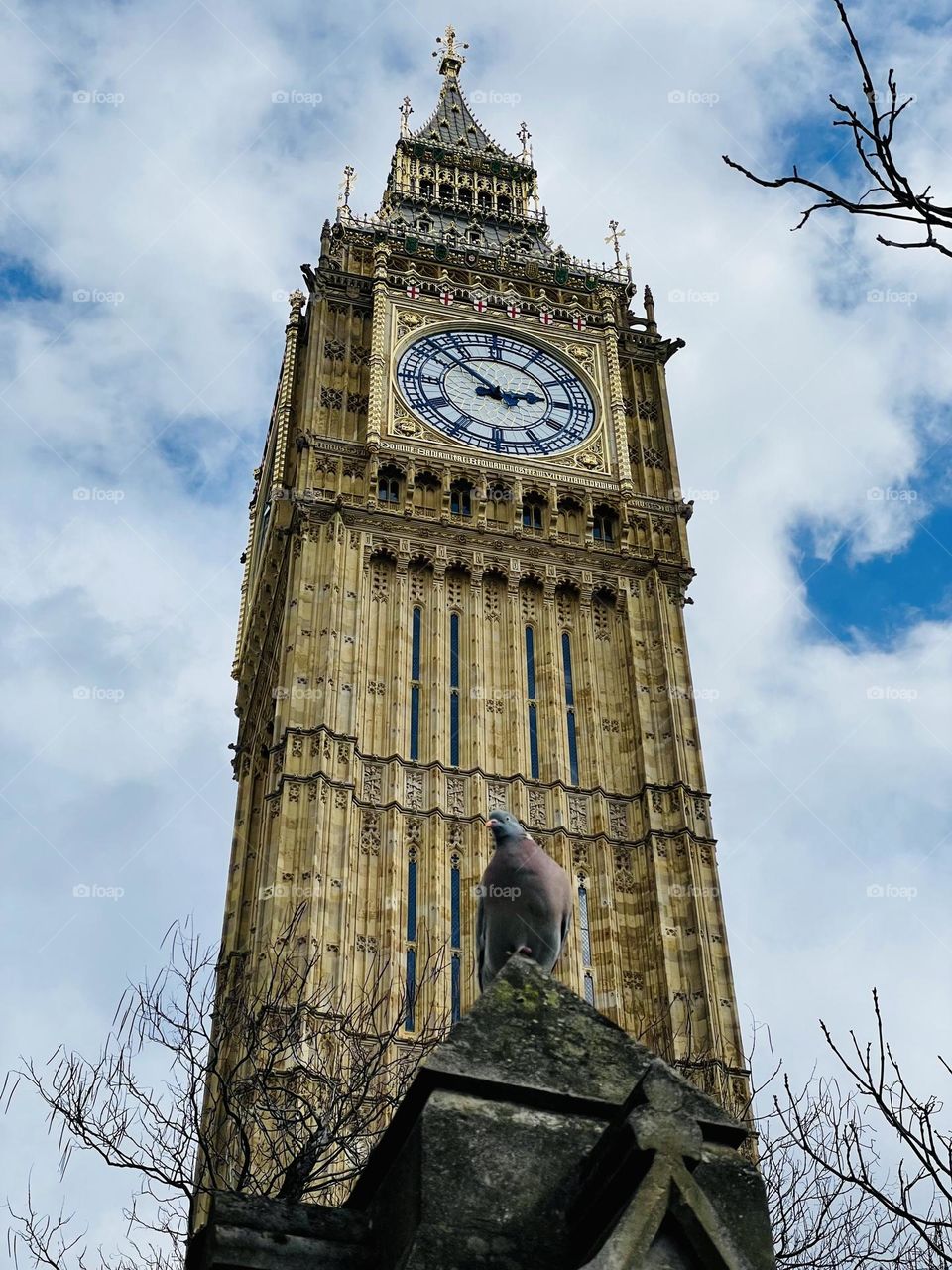 Urban Wildlife …. A pigeon looking at me as I take a photograph of Big Ben 