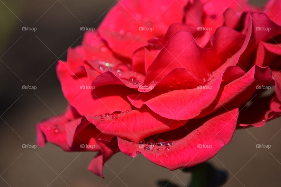 After the storm. ❤️🌹💦☔️