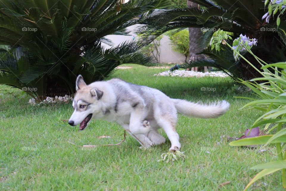husky running
