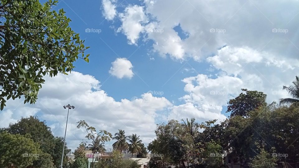 Trees and SKY