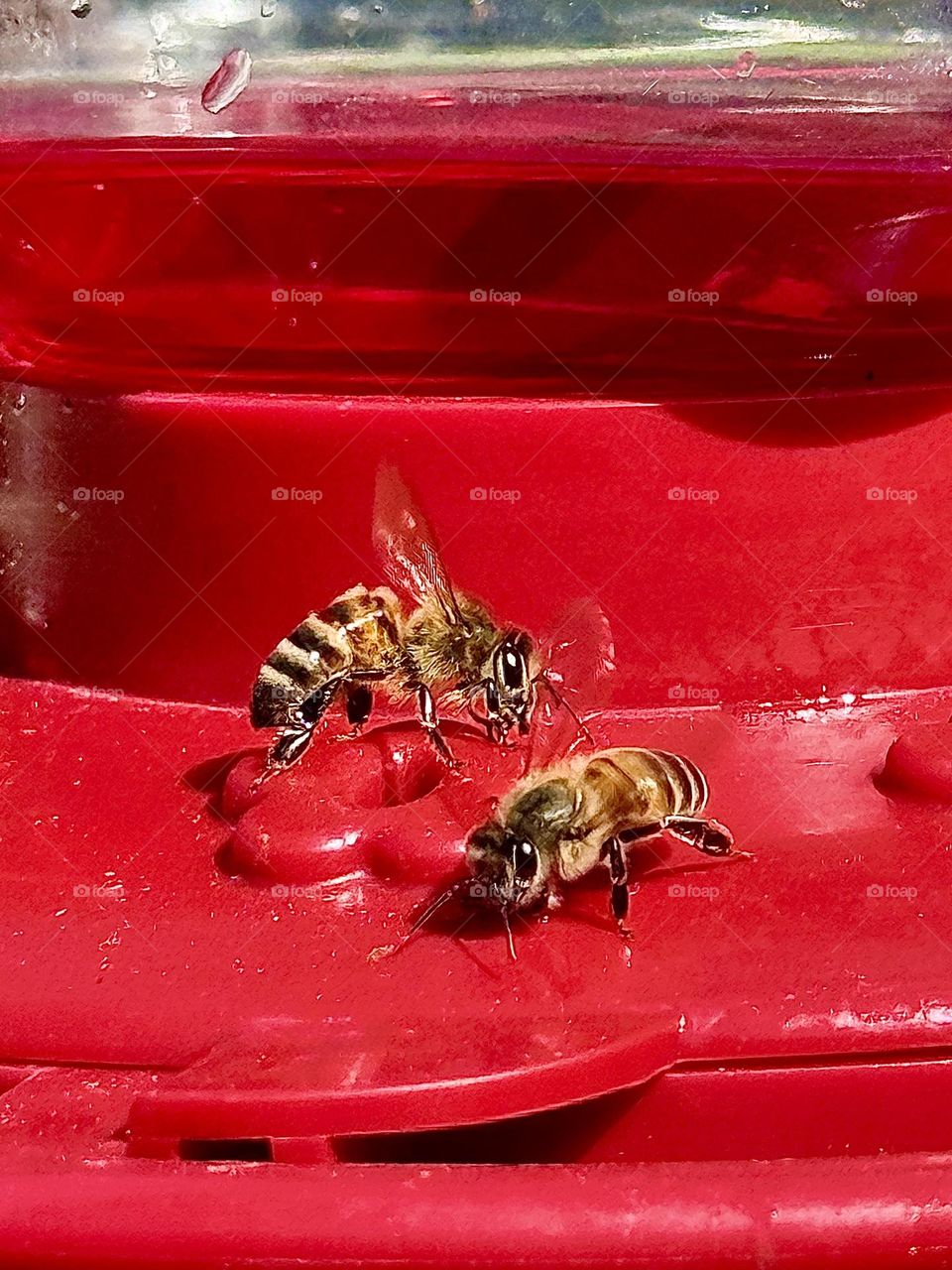 Bees at Hummingbird Feeder