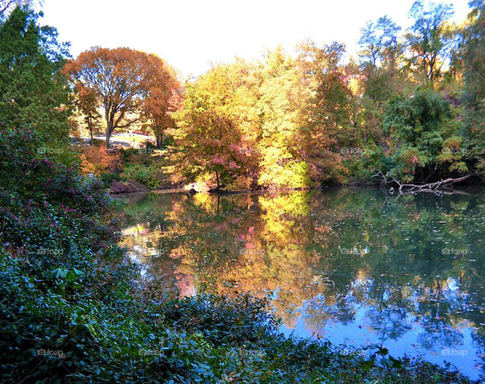 Central Park. Glorious fall scene in Central Park, NYC