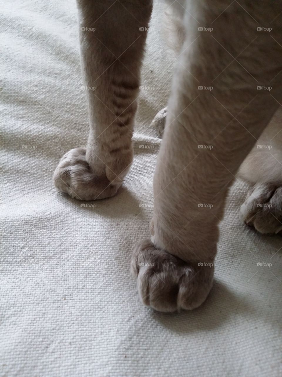 Lovely cat's legs