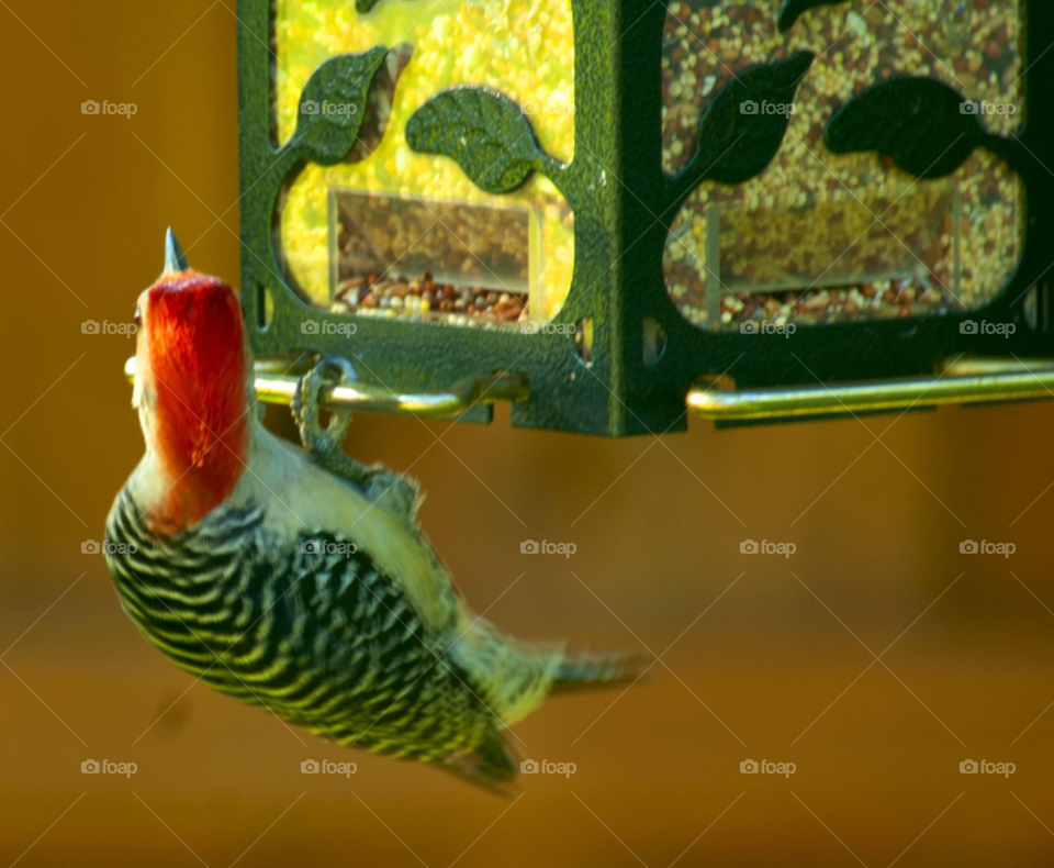 bird woodpecker by lightanddrawing