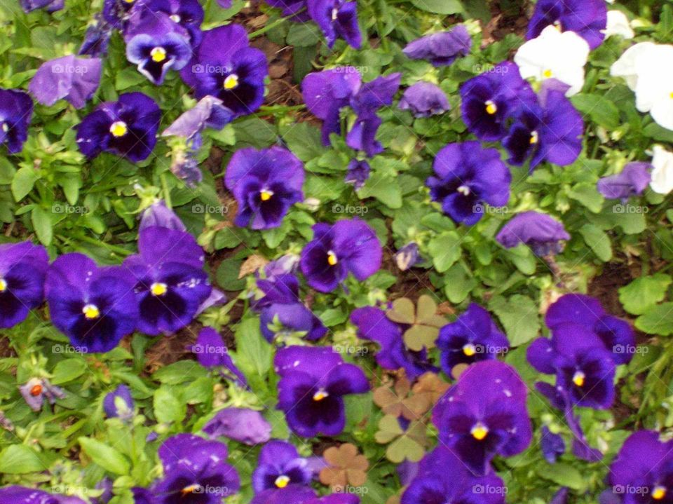 purple pansies