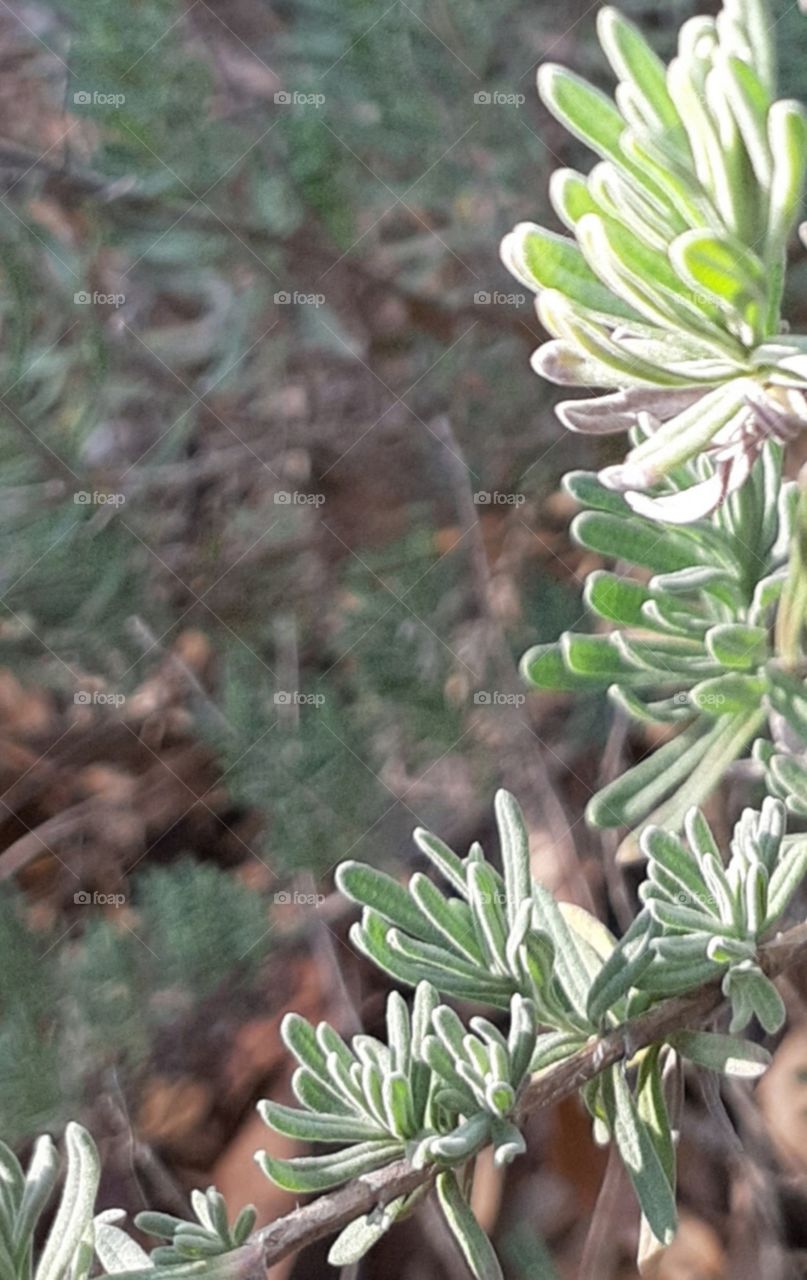 sunshine on the Rosemary