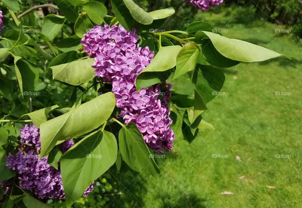 lilac flowers