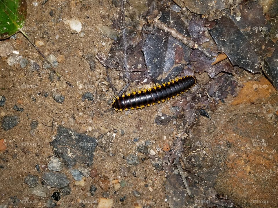 Black and yYellow Centipede