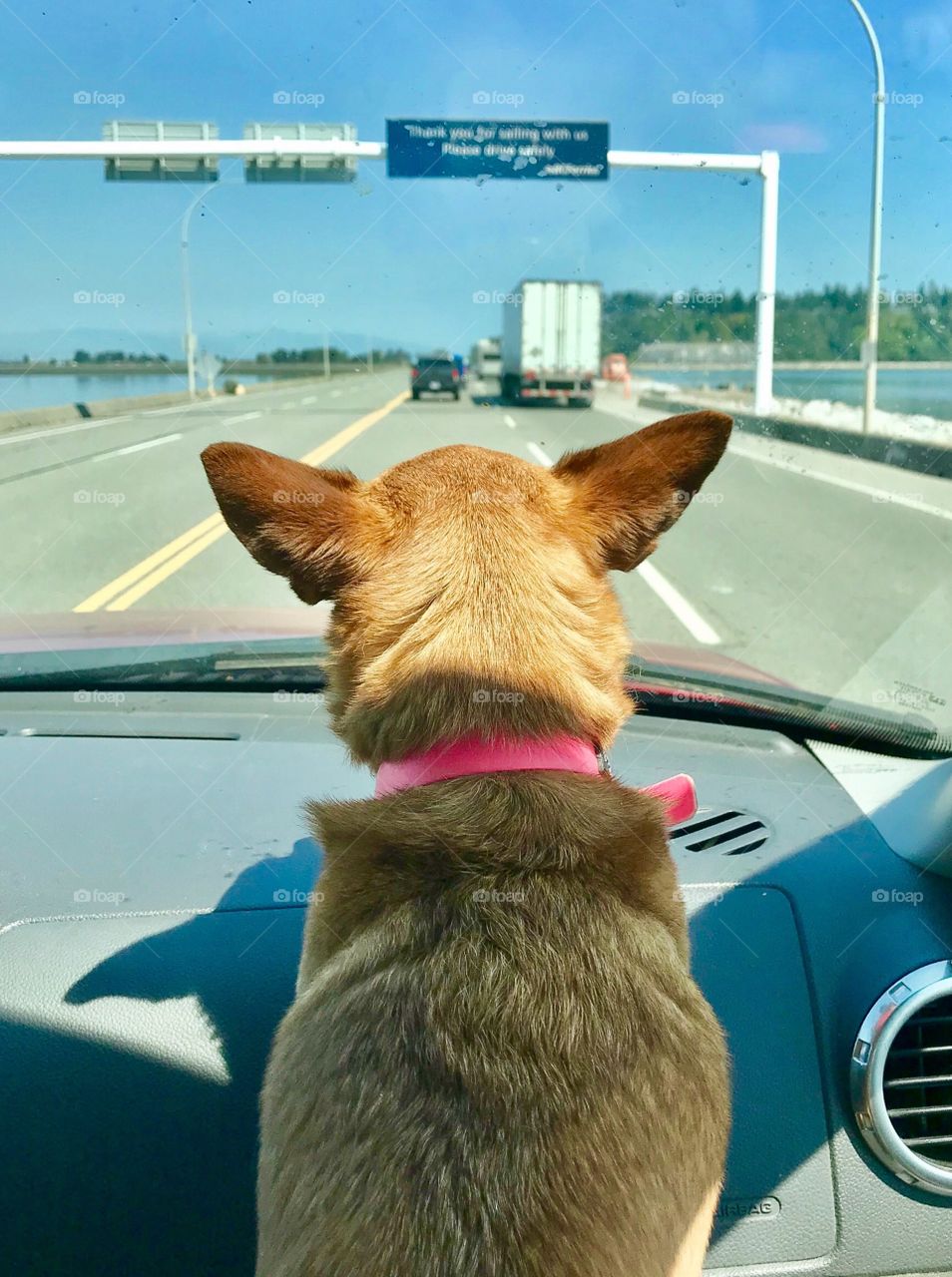 Travelling in a car with your copilot - a pet dog chihuahua 