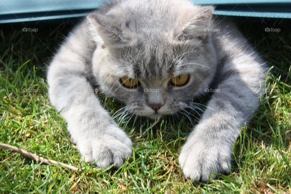 Cheshire Cat - Get me out of here 