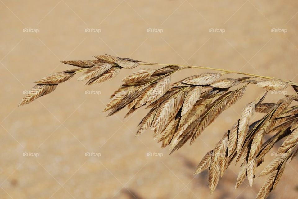 Close-up of a sea oat