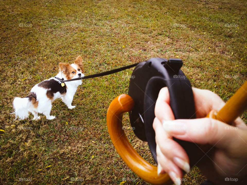 Walking the Dog in the Rain