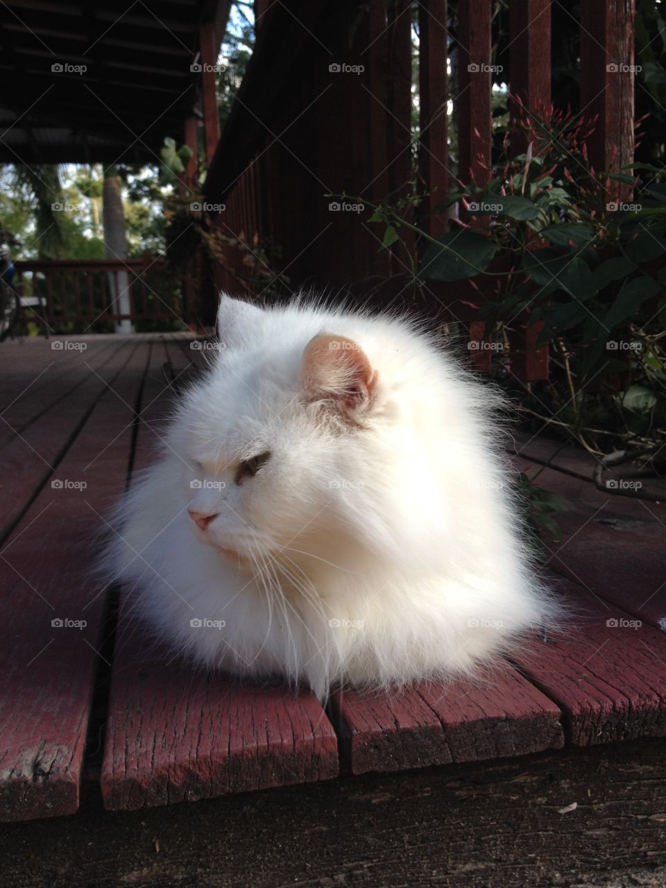 Cat resting on the balcony 