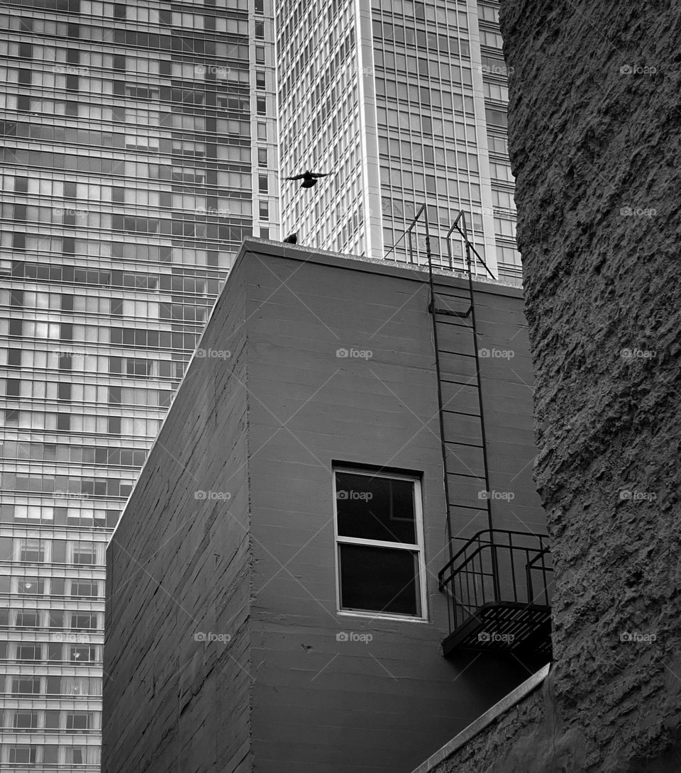 Bird flying around new and old buildings 