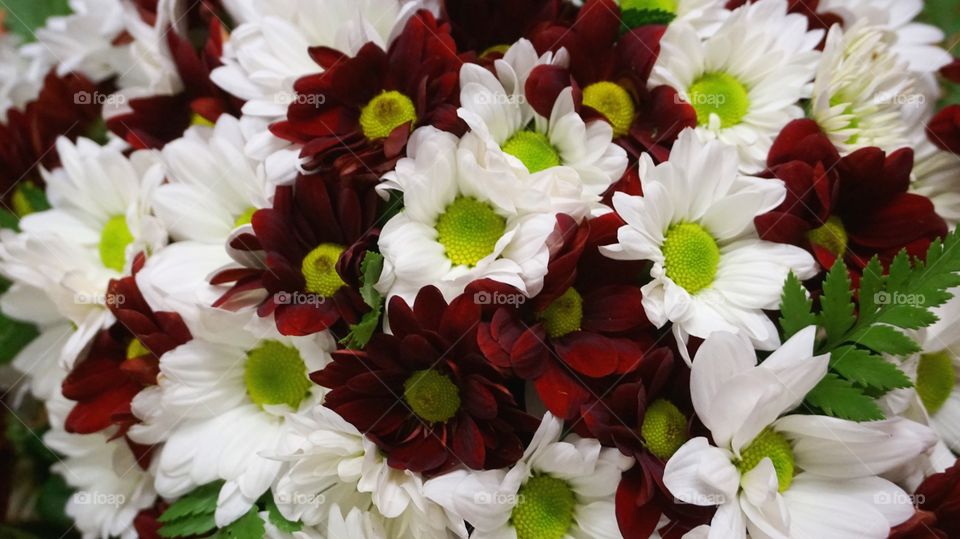 Red and white mum flower 