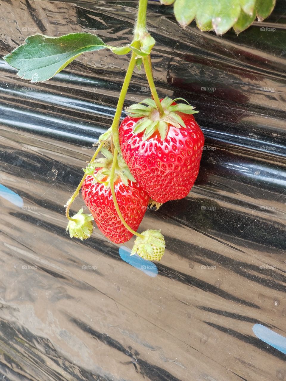 delicious looking strawberry