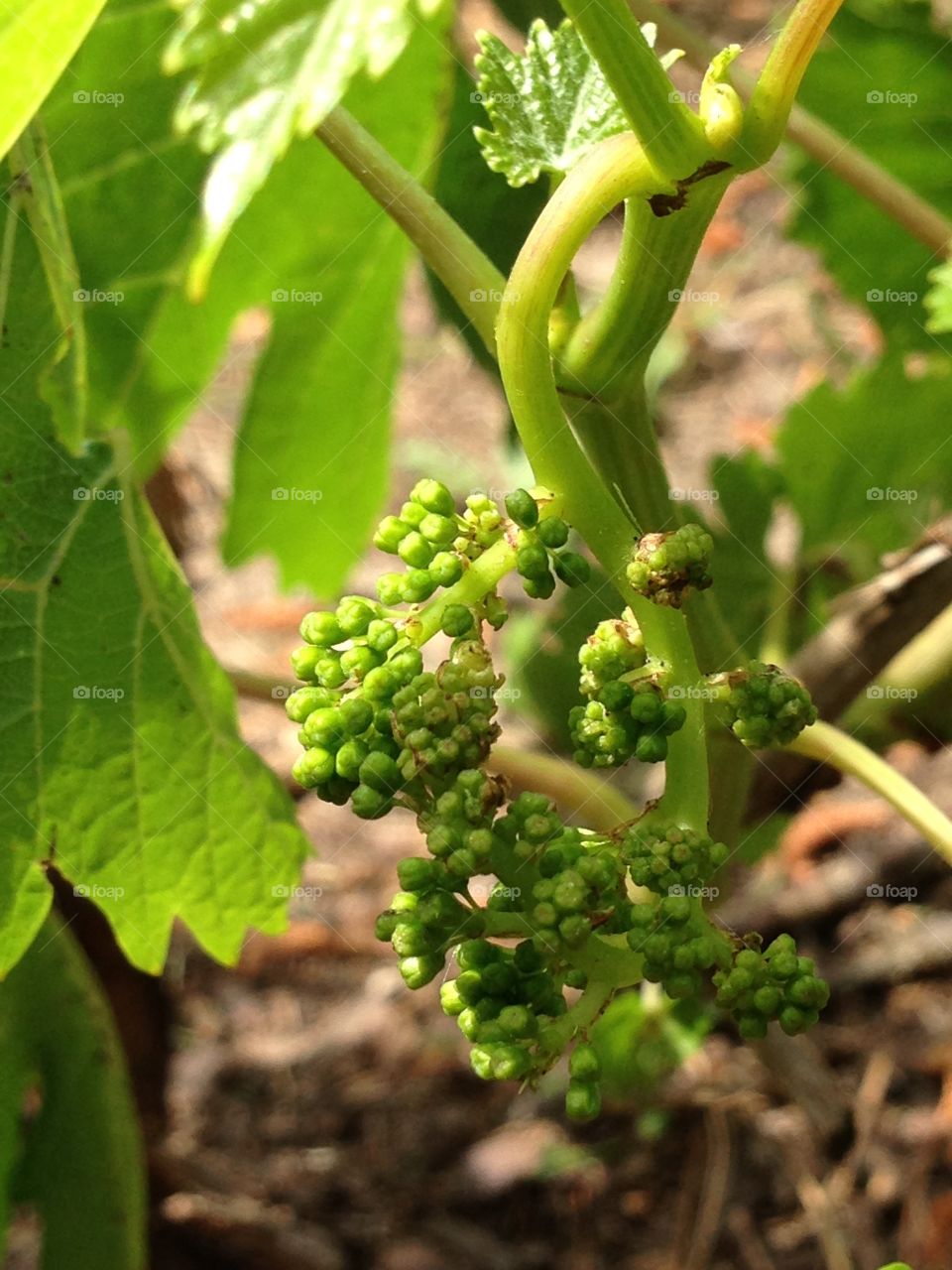 Spring garden grapes