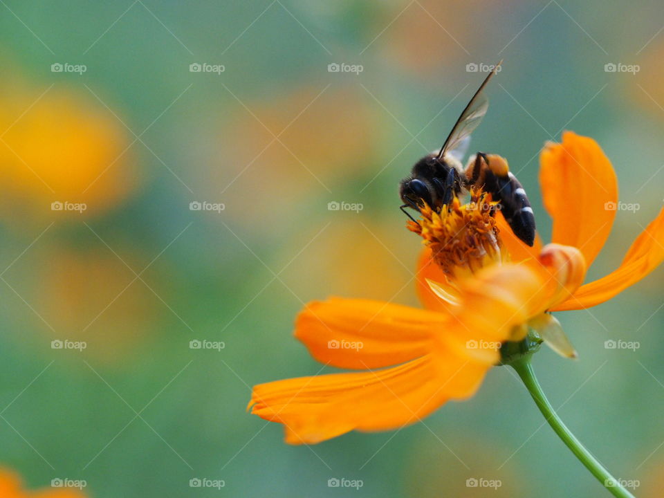 Insect, Bee, Nature, No Person, Honey