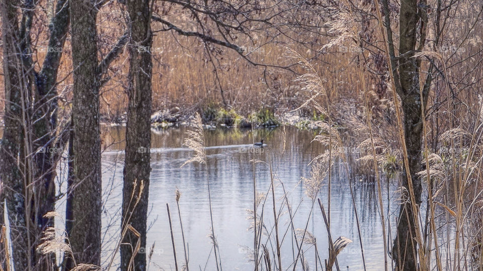 duck of lake. nature