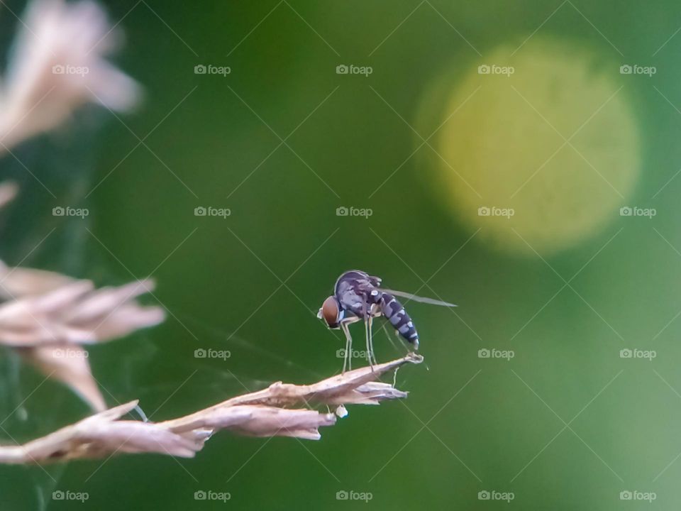 Humpback fly on dry grass.