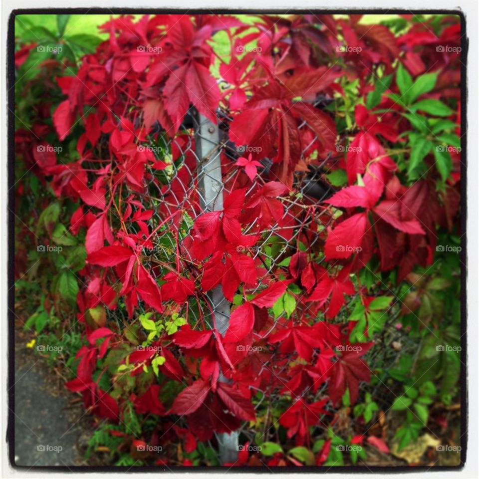 Red leafs autumn city fence Sweden Halmstad