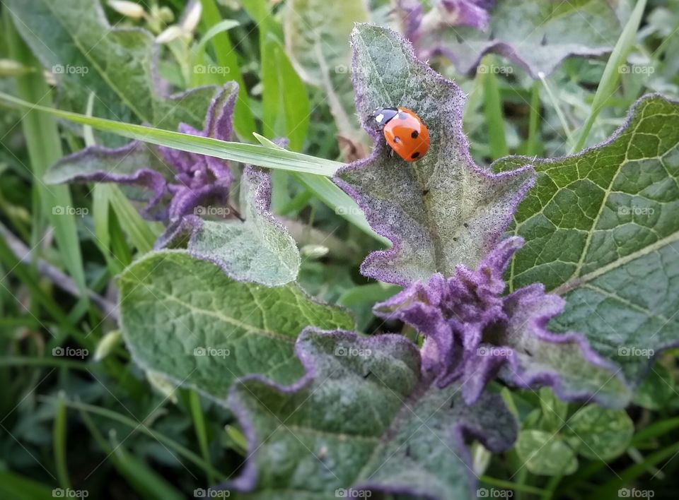 A Single Orange Ladybug on a Purple Weed in a Green Pasture