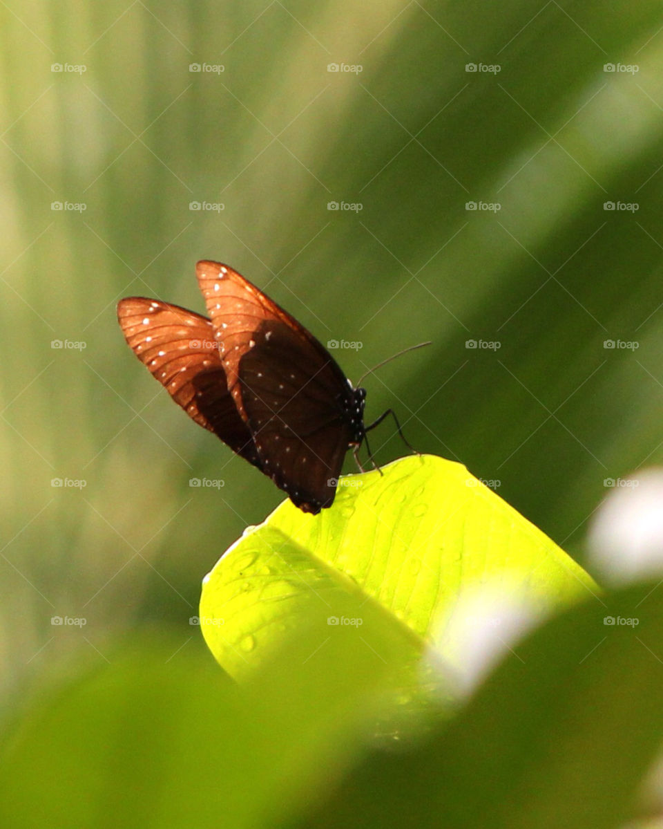 nature butterfly wing insect by cataana