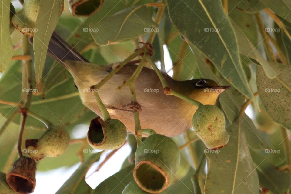 A playful silver eye, climbing amongst the green fresh honky nuts of a eucalyptus tree