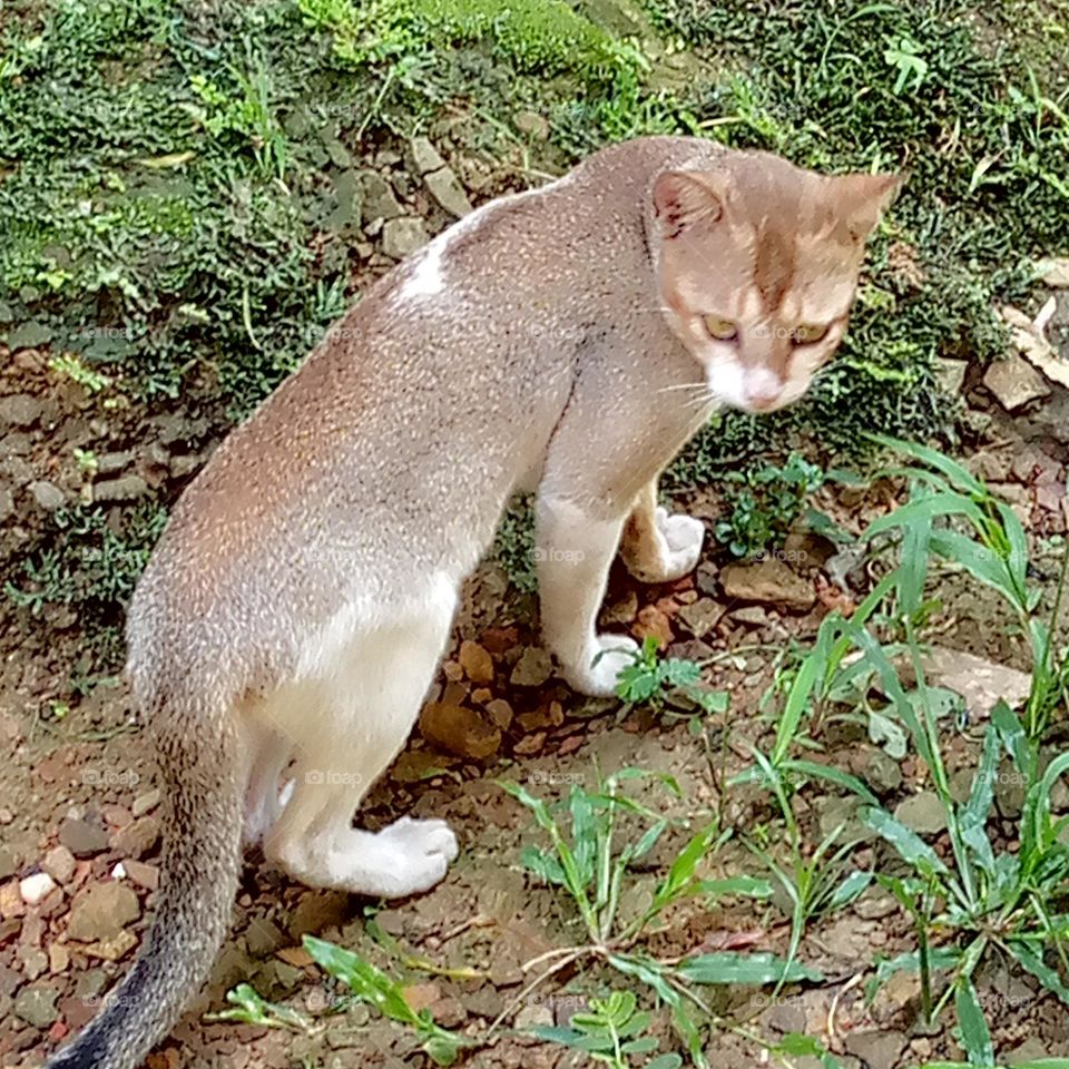 this week upload photo pet