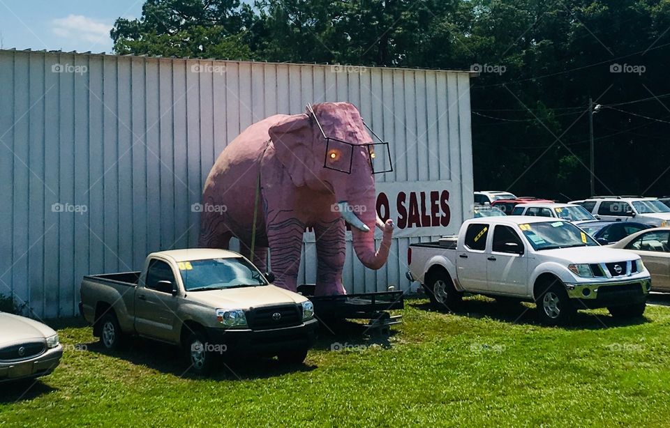 Pink Elephant on a trailer
