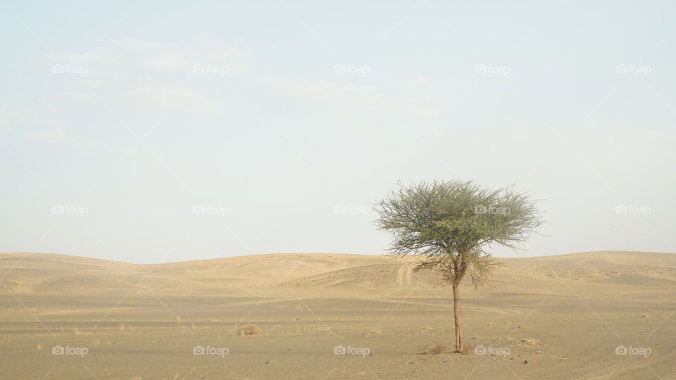 Un árbol solitario en el desierto