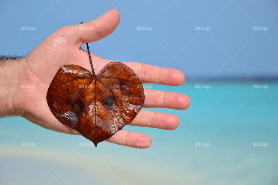 Leaves also fall on tropical beach