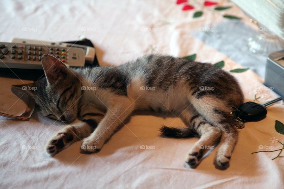 lazy kitten sleeping on dining table