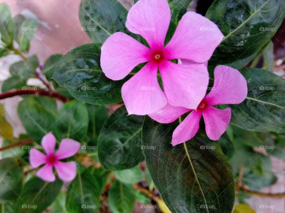 Pinky Flowers