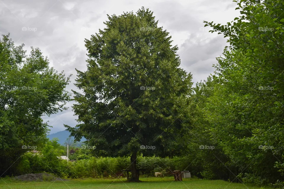 tree
