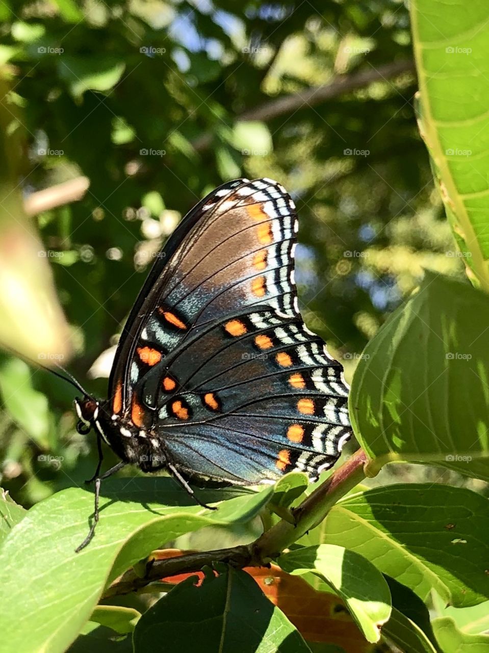 Colorful butterfly close up 