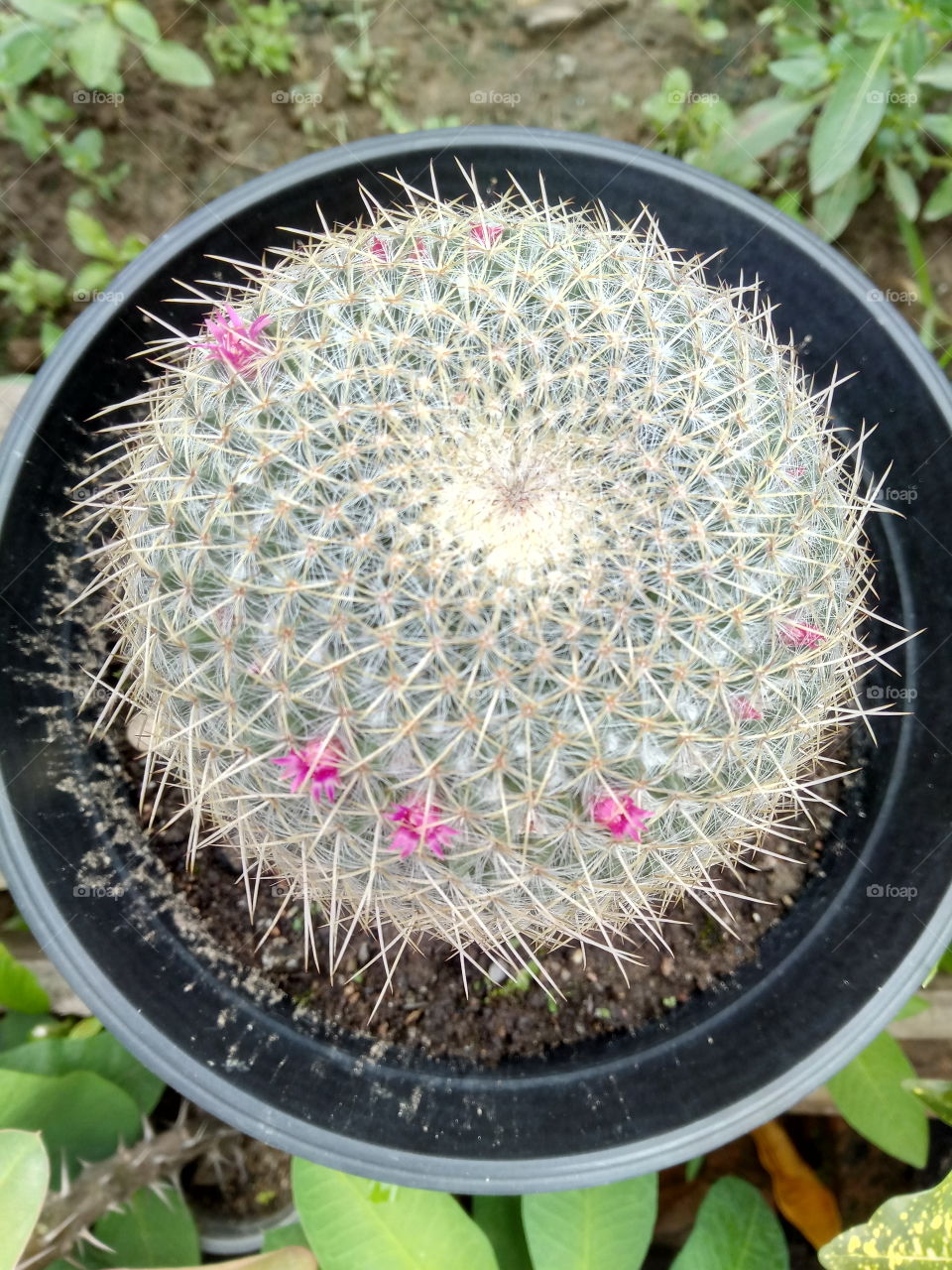 cactus