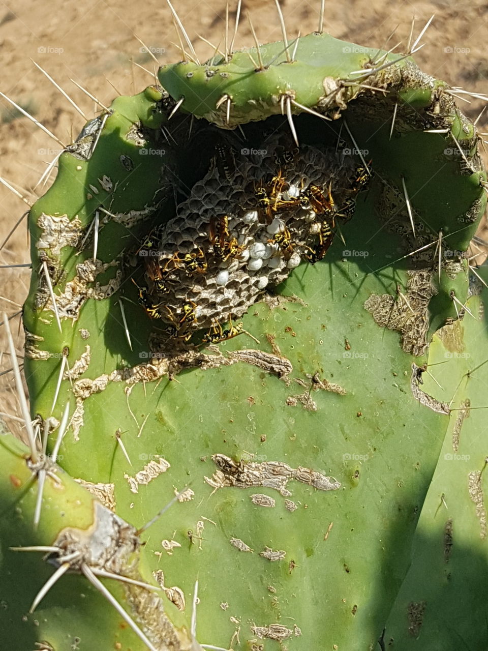 Wespennest im Kaktus