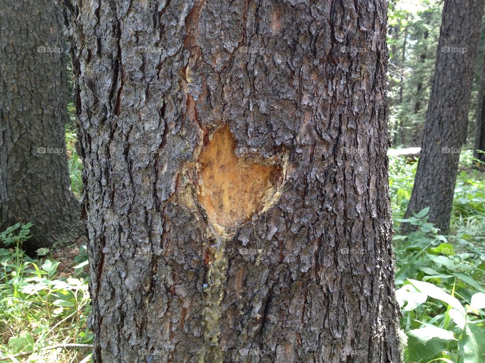 Heart in nature