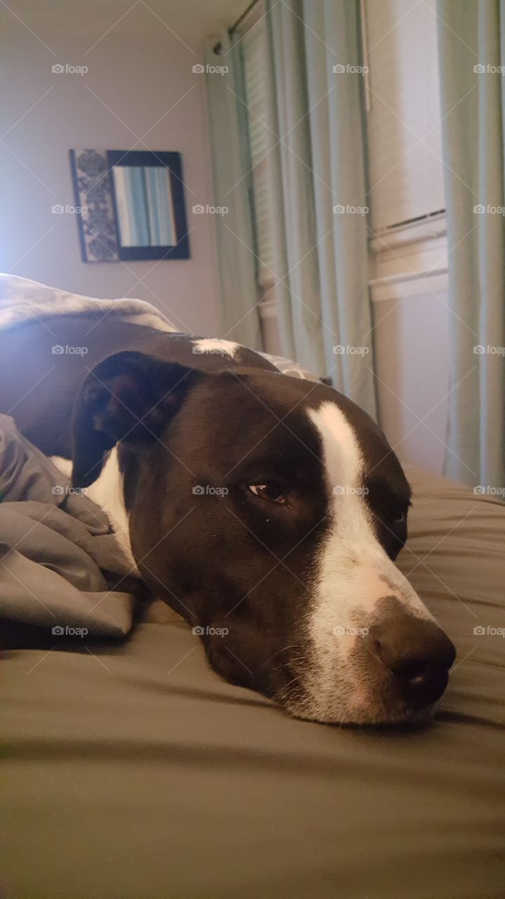 Sleepy Pitbull