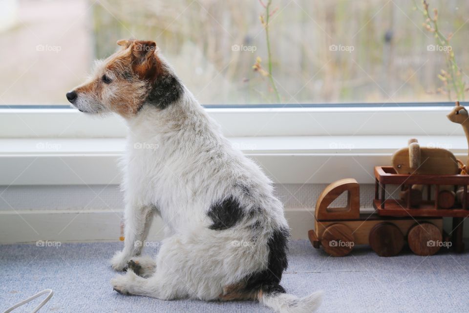 Dog sitting in domestic room