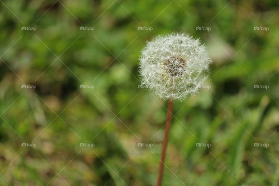 Close up of Dandelion surrounded with greenery
