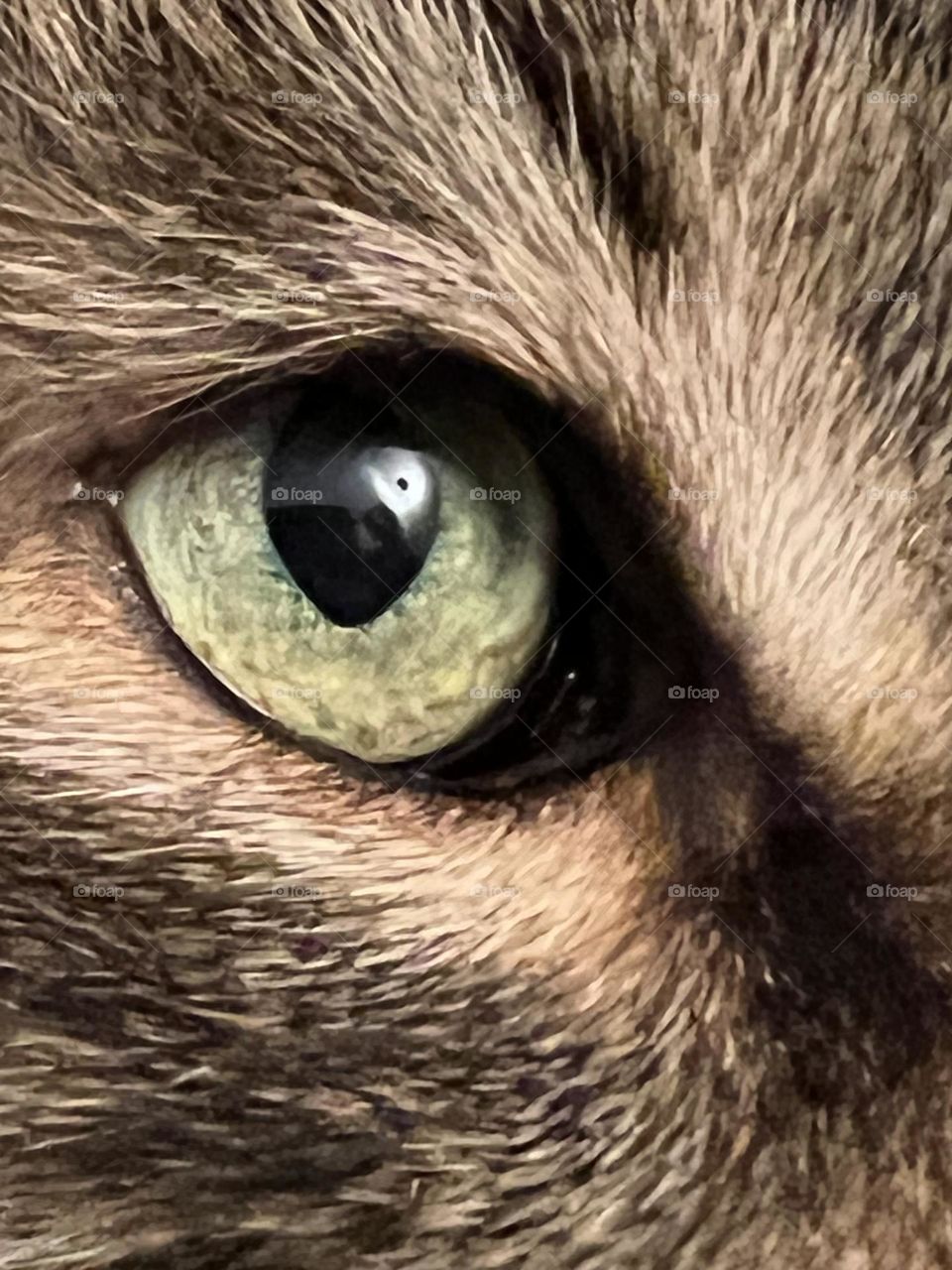 Cat’s eye