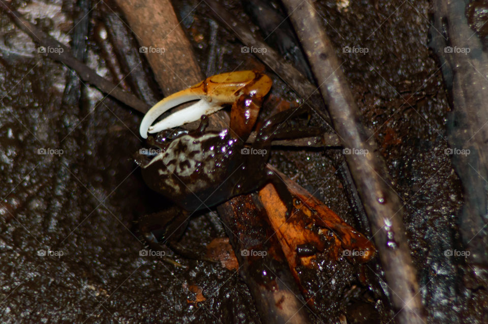 fiddler crab