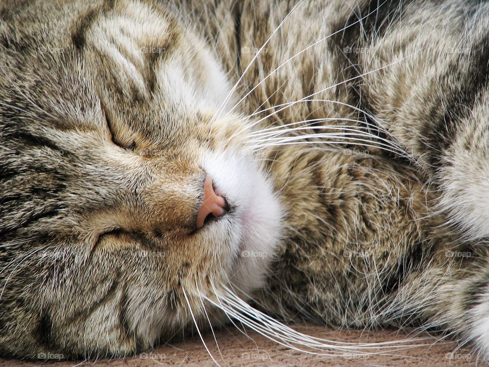 Sleeping Cat. A close up of a cat sleeping with it's long white whiskers flooded downwards.